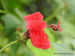 Hibiscus uncinellus