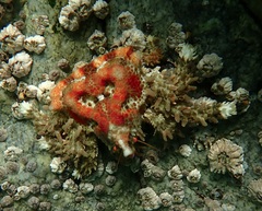 Phyllolithodes papillosus