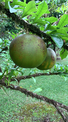 Crescentia cujete image