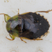 Alligator Fleas - Photo (c) Jay Heiser, some rights reserved (CC BY-NC), uploaded by Jay Heiser