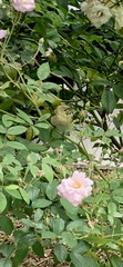 Vireo flavoviridis