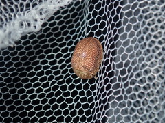 Paropsis omphale