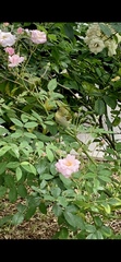 Vireo flavoviridis