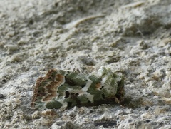 Chytonix elegans