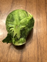 Brassica oleracea gemmifera
