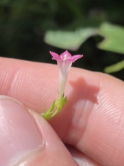Spigelia hamelioides