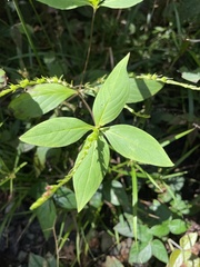Spigelia hamelioides