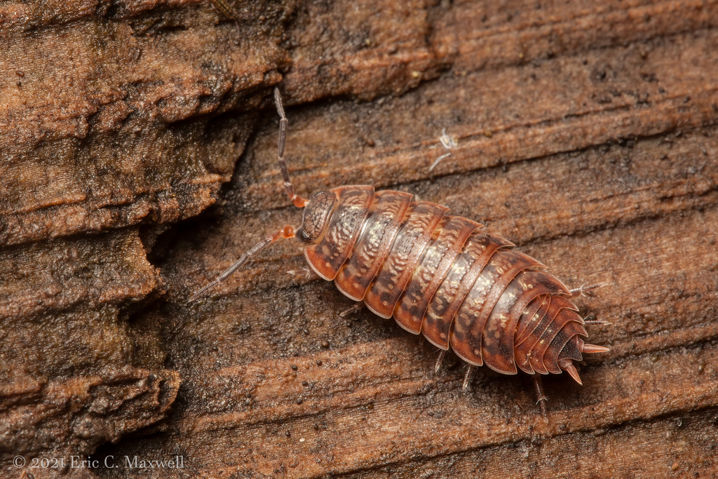 Oak Woodlouse