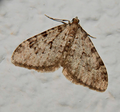 Nebula ibericata