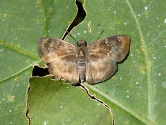 Quadrus cerialis