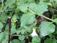 Jaltomata viridiflora