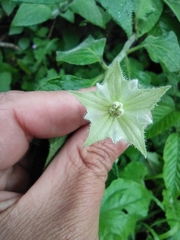 Jaltomata viridiflora