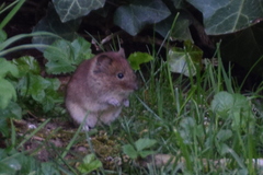 Clethrionomys glareolus