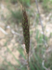 Dichanthium sericeum