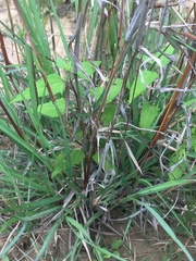 Dichanthium sericeum