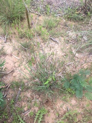 Dichanthium sericeum