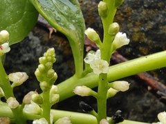 Basellaceae