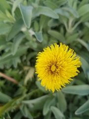 Taraxacum erythrospermum