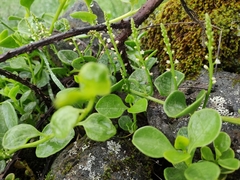Basellaceae