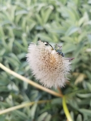 Taraxacum erythrospermum