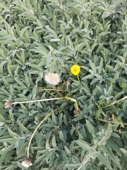 Taraxacum erythrospermum