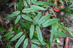 Austrosteenisia glabristyla