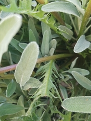 Taraxacum erythrospermum