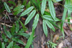 Austrosteenisia glabristyla