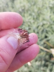Taraxacum erythrospermum
