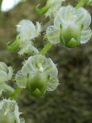 Ornithocephalus cochleariformis