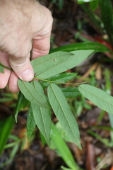 Austrosteenisia glabristyla