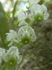 Ornithocephalus cochleariformis