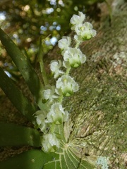 Ornithocephalus cochleariformis