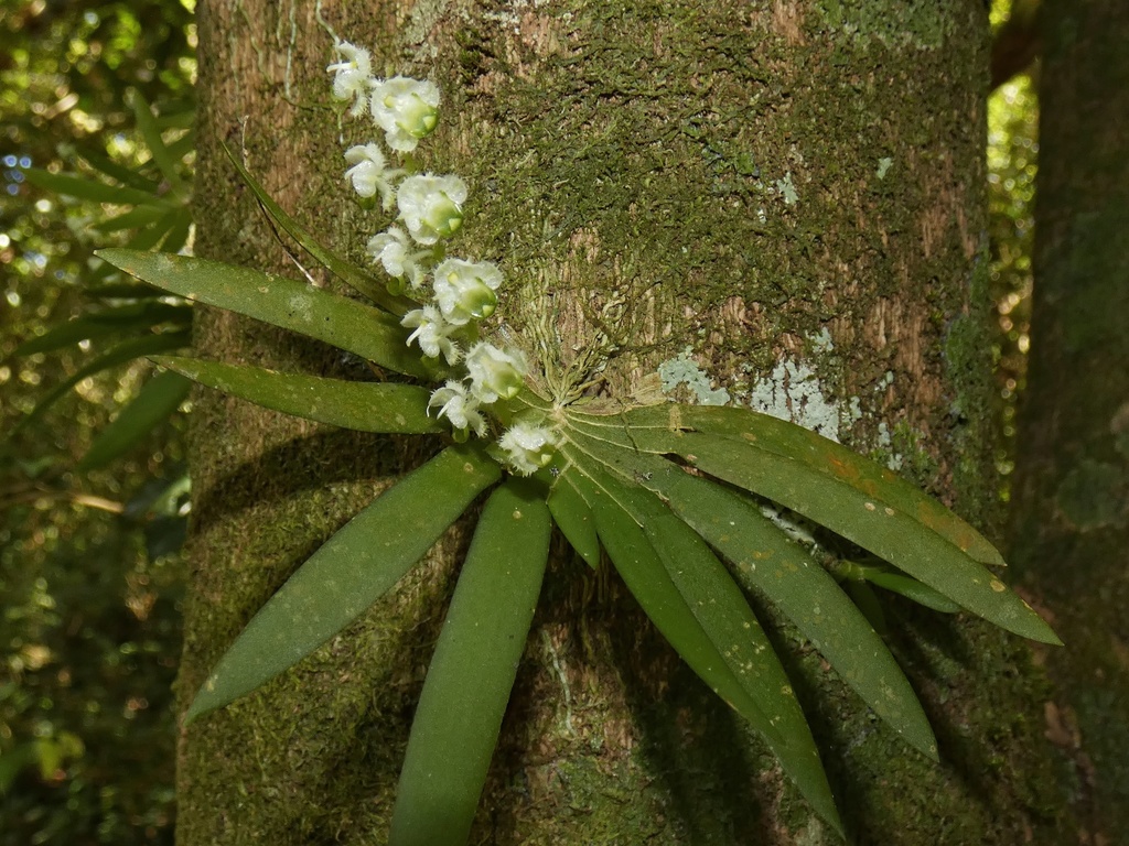Ornithocephalus cochleariformis