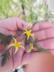 Solanum lycopersicum