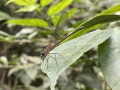 Hetaerina miniata