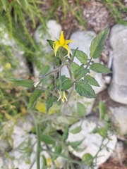 Solanum lycopersicum