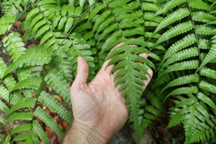 Diplazium dilatatum