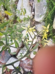 Solanum lycopersicum