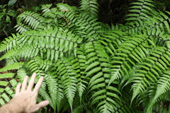 Diplazium dilatatum