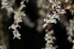 Helmholtzia glaberrima