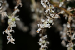 Helmholtzia glaberrima