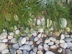 Solanum lycopersicum