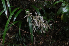 Helmholtzia glaberrima