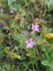 Erodium cicutarium