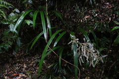 Helmholtzia glaberrima