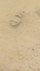 Marilyna pleurosticta