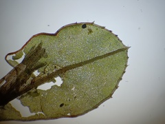 Mnium spinulosum