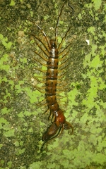 Lithobius variegatus rubriceps