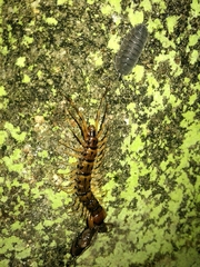 Lithobius variegatus rubriceps